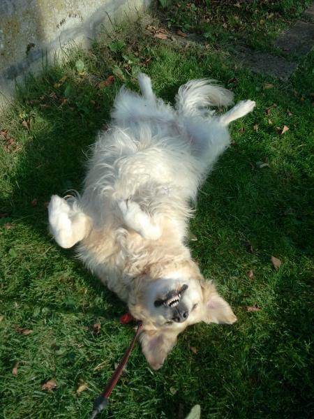 happy white furry dog lying on its back with its owner